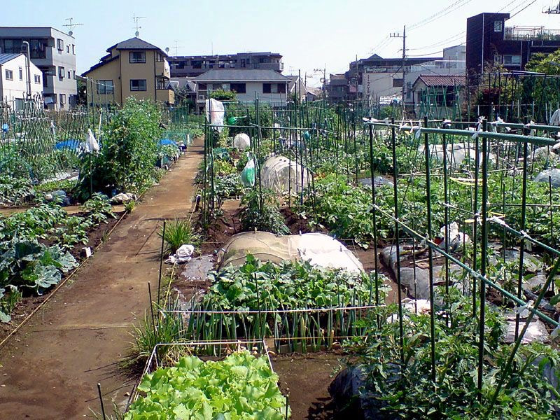 都会の田舎