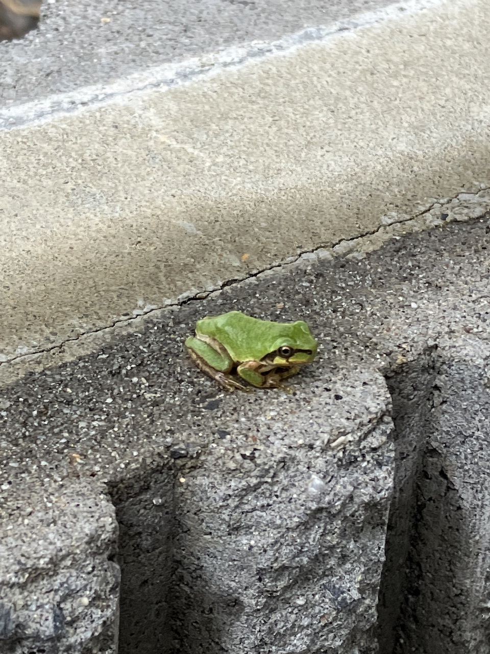 IMG_3150.jpeg