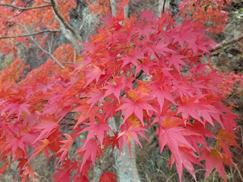 20171119_130921