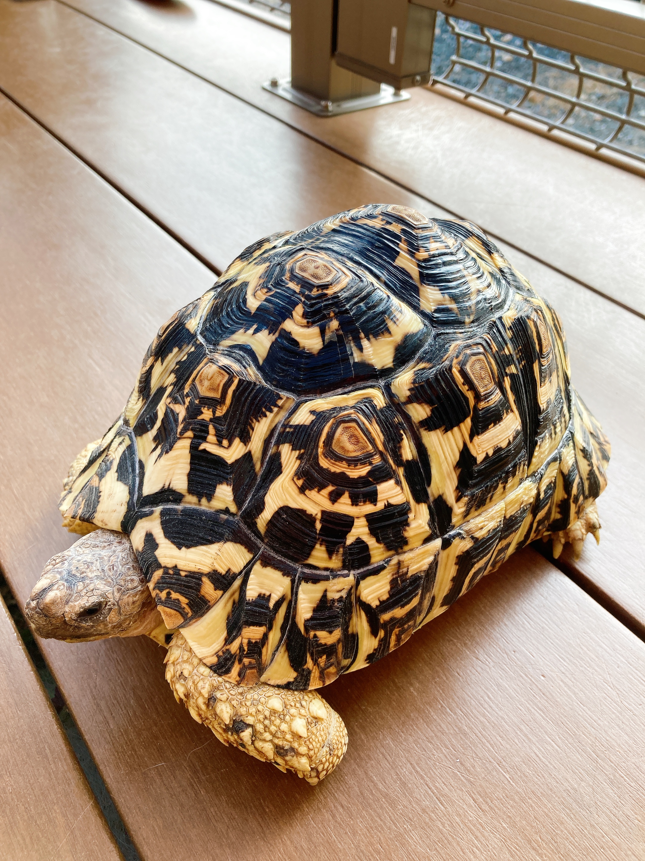 生き物相続
