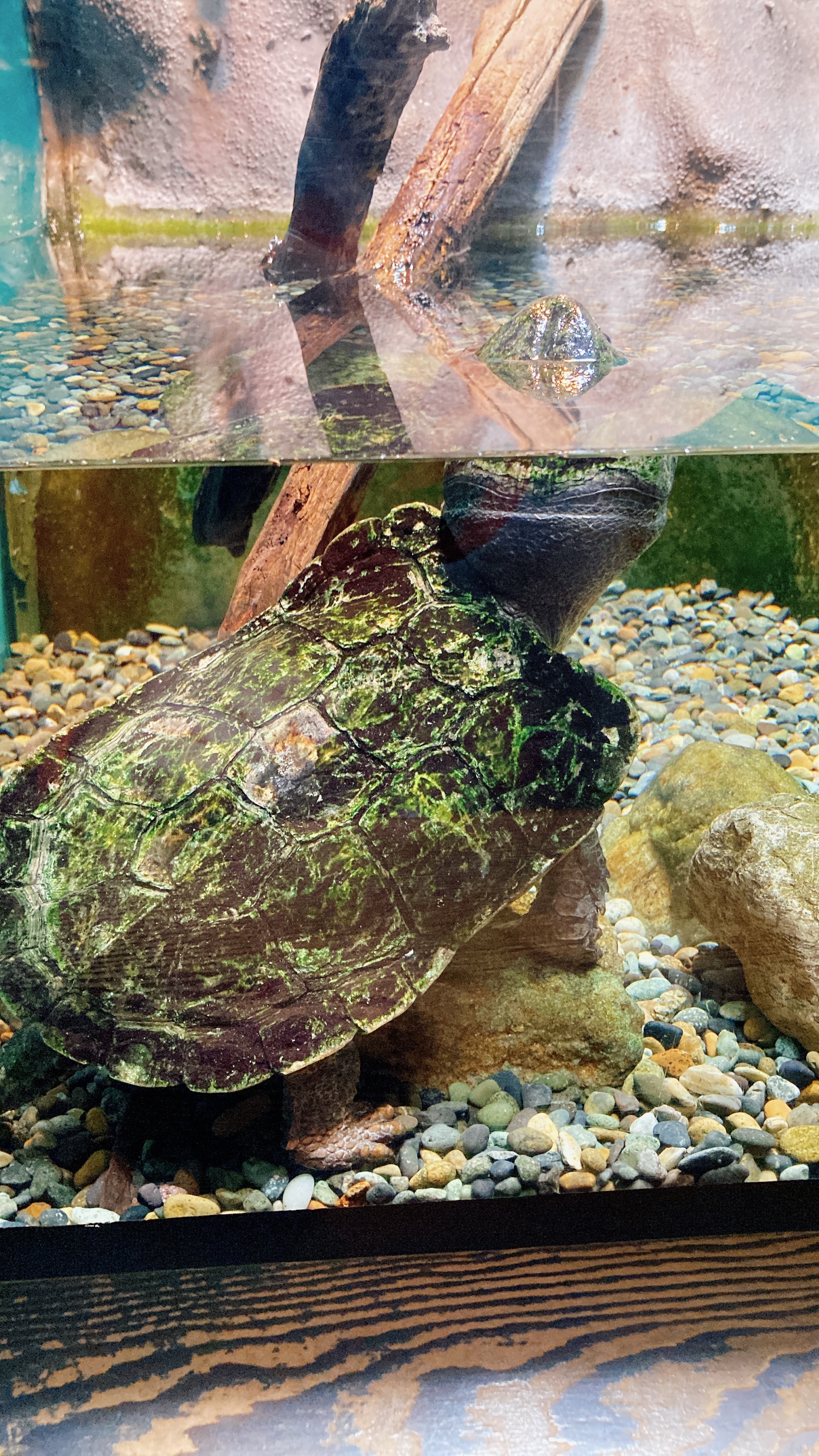オオアタマガメ