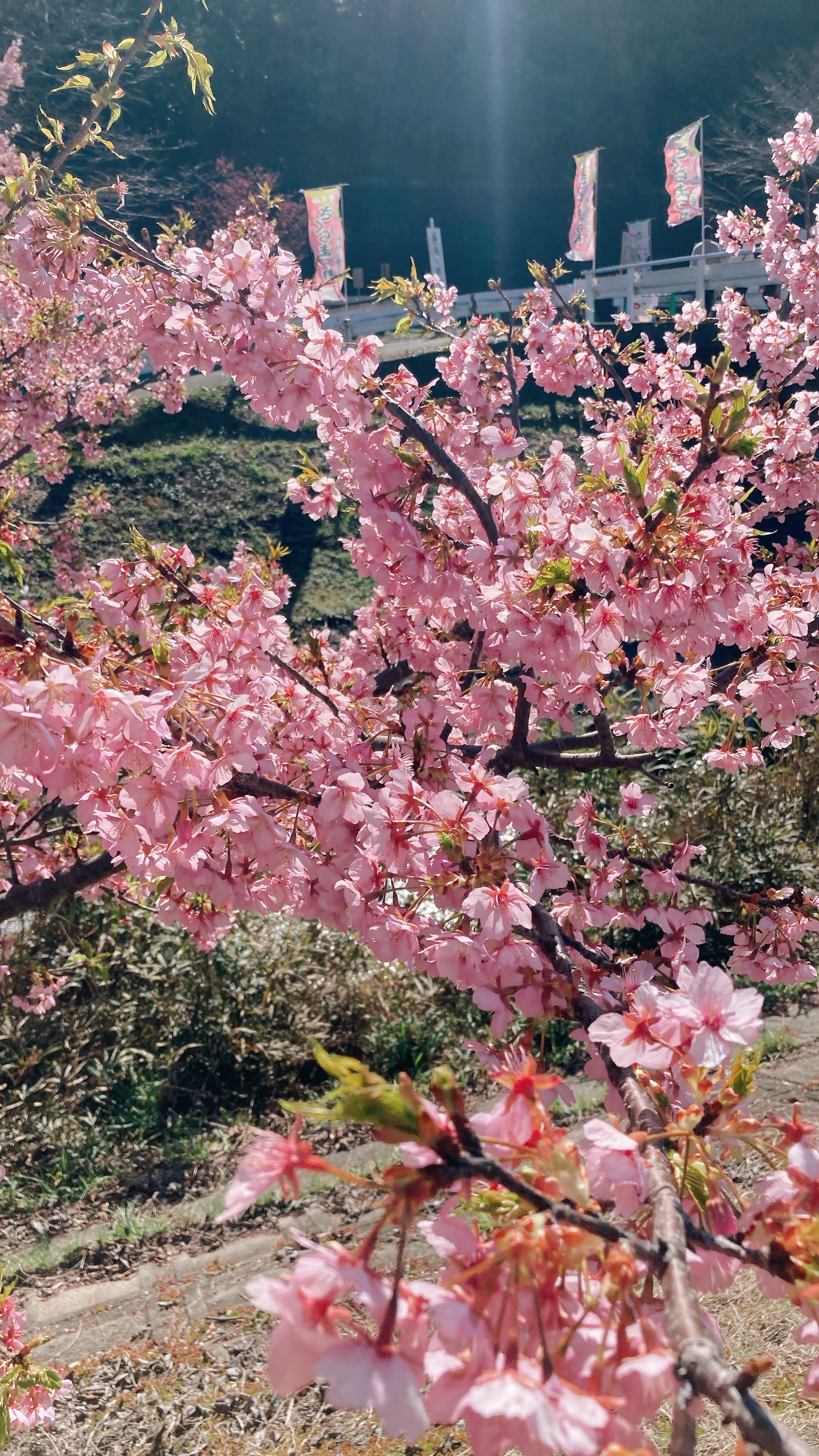 デビュー