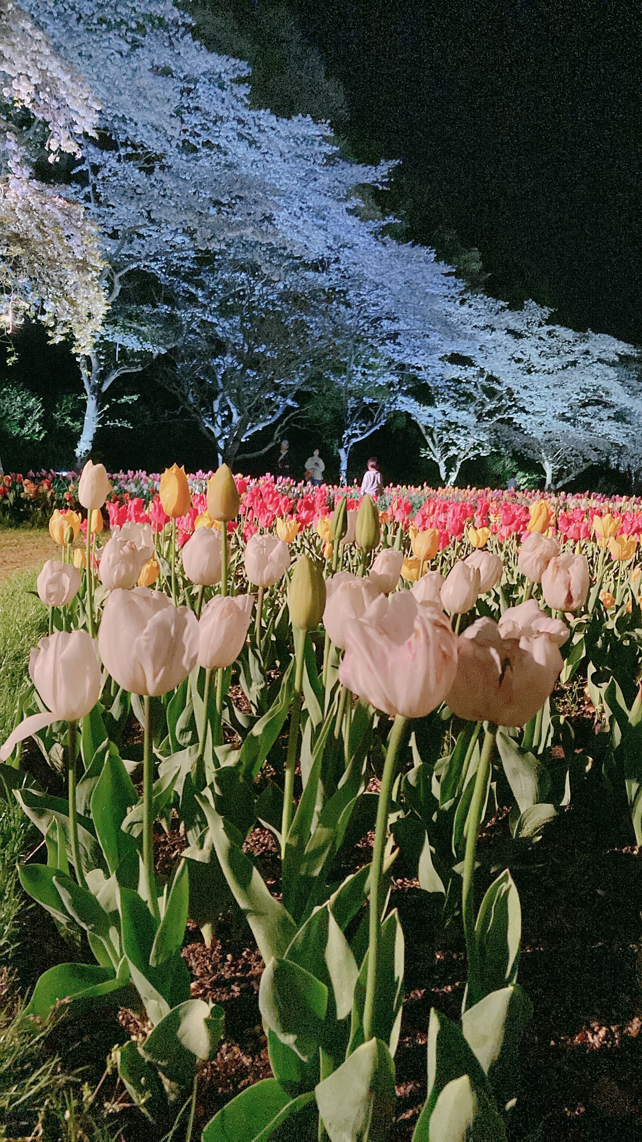 夜桜