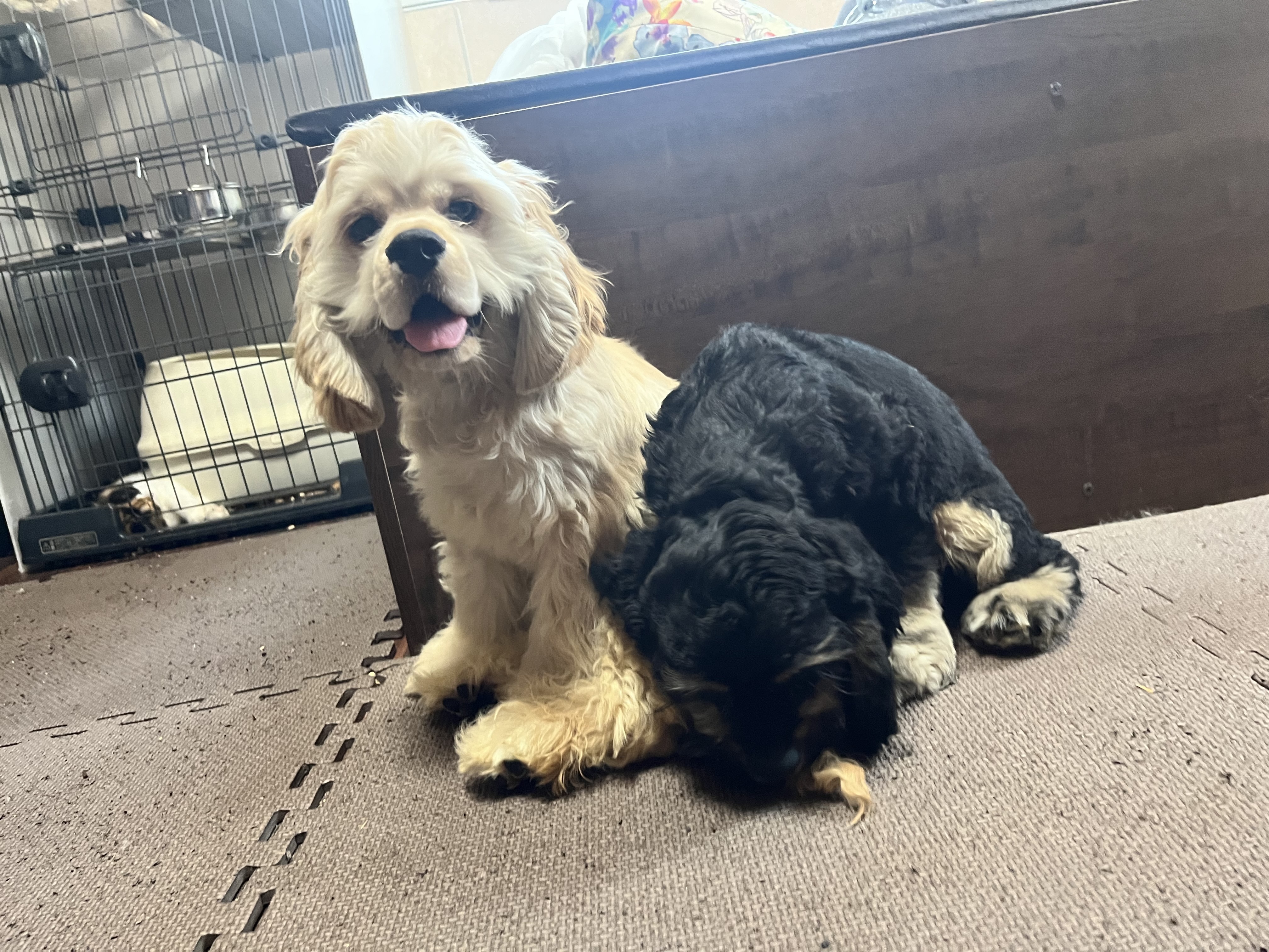 保護犬