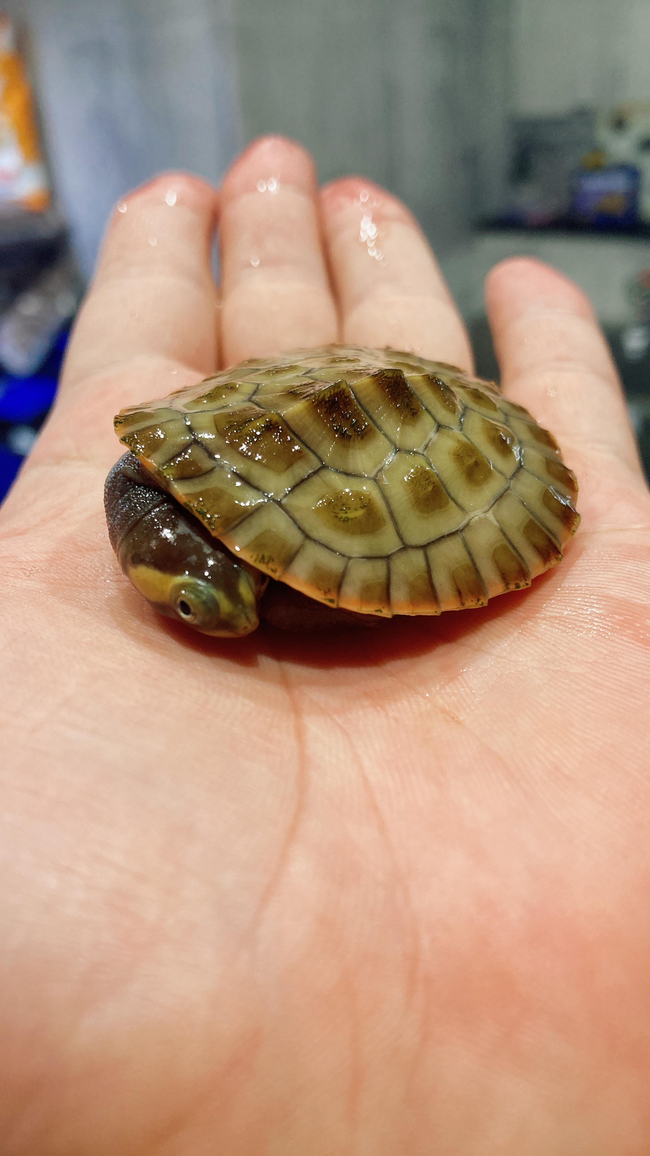カメ。