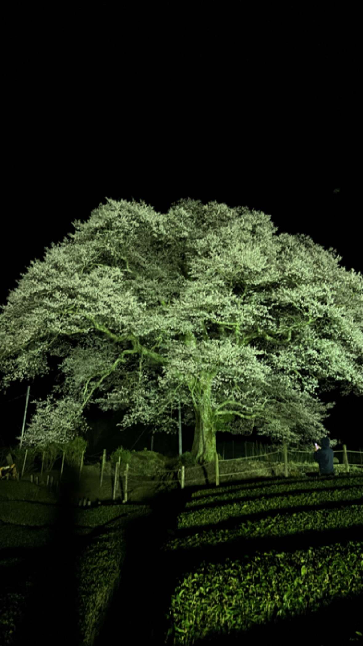 牛代の水目桜