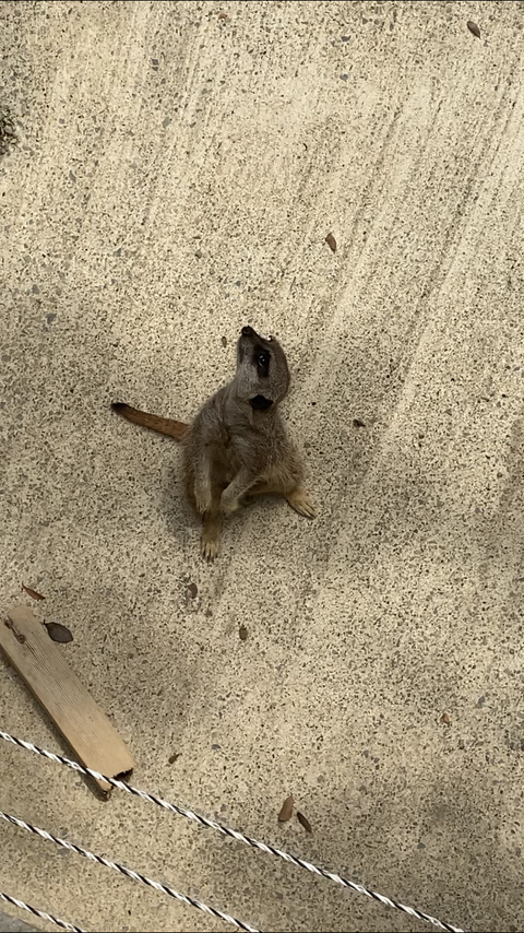 ミーアキャット